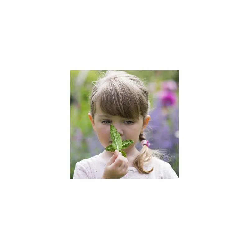 weleda champu menta fresca 150ml