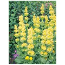 Herboplanet tsa gentiana lutea 50ml