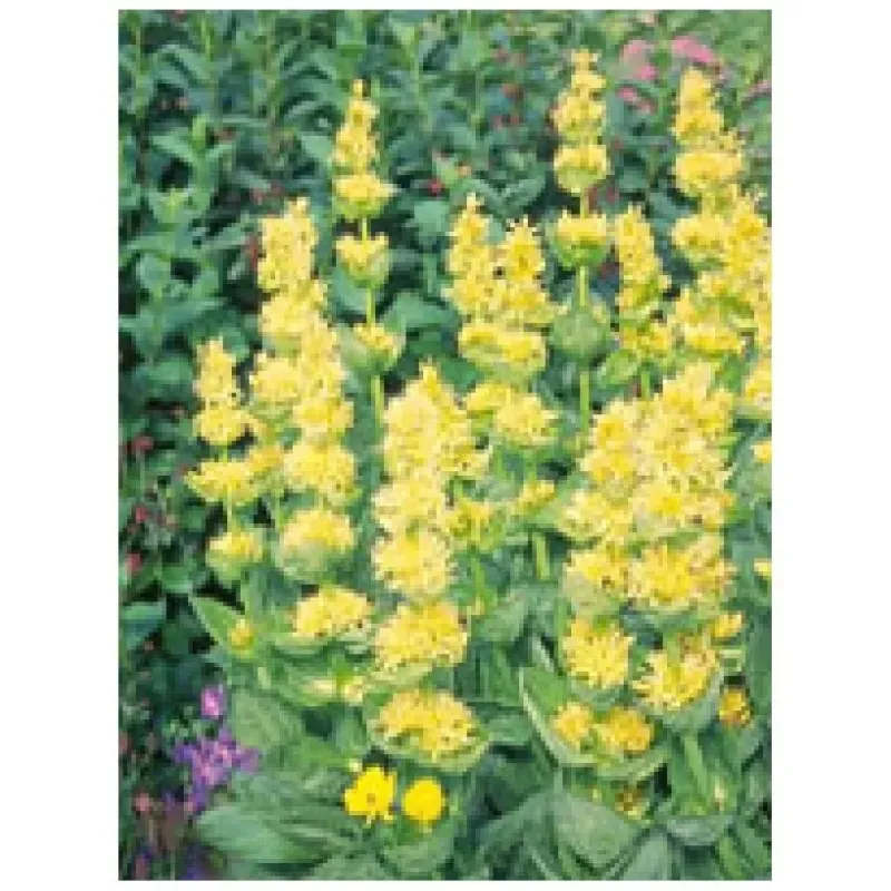 Herboplanet tsa gentiana lutea 50ml | Farmacia Barata