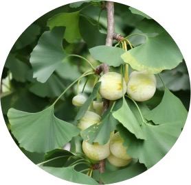 Ginkgo Biloba