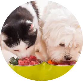 Alimentación