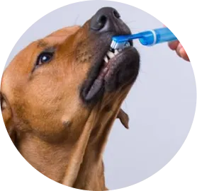 Higiene dental Mascotas