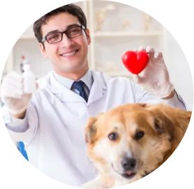 Suplementos cardíacos mascotas