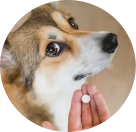 Digestivos y Probióticos para mascotas