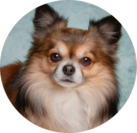 Suplementos para el pelo y la piel de tu mascota